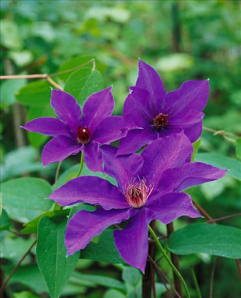 CLEMATIS THE PRESIDENT