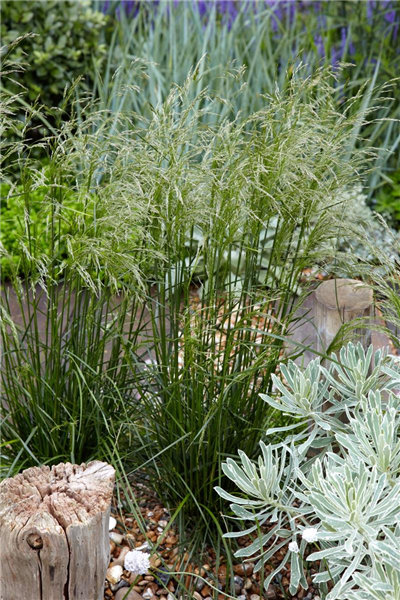 Deschampsia cespitosa