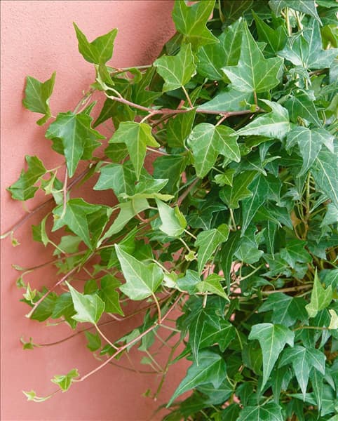 Hedera helix Green Ripple