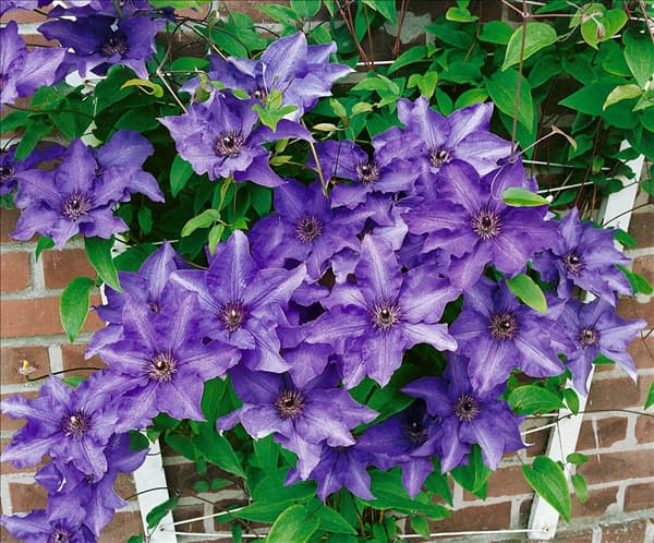 Clematis The President