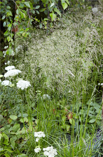 Deschampsia cespitosa