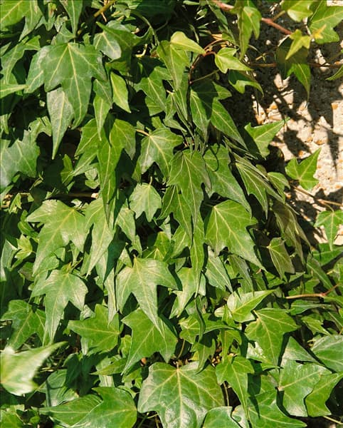 Hedera helix Green Ripple