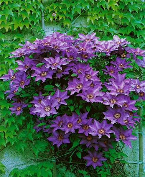 CLEMATIS THE PRESIDENT