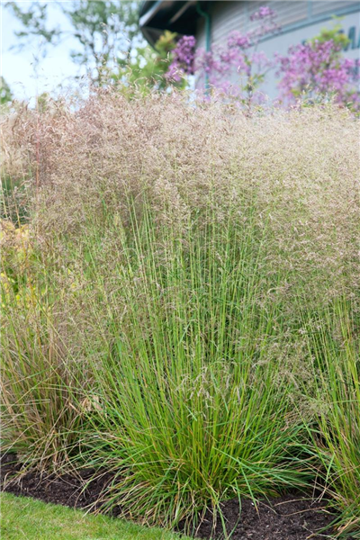 Deschampsia cespitosa Goldtau