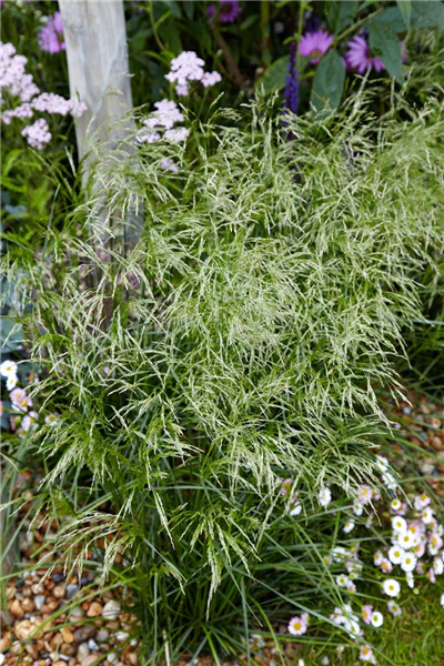 Deschampsia cespitosa