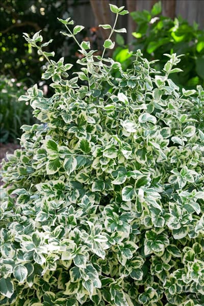 Euonymus fortunei Emerald Gaiety