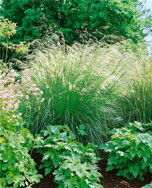 Deschampsia cespitosa Bronzeschleier