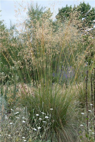 Deschampsia cespitosa