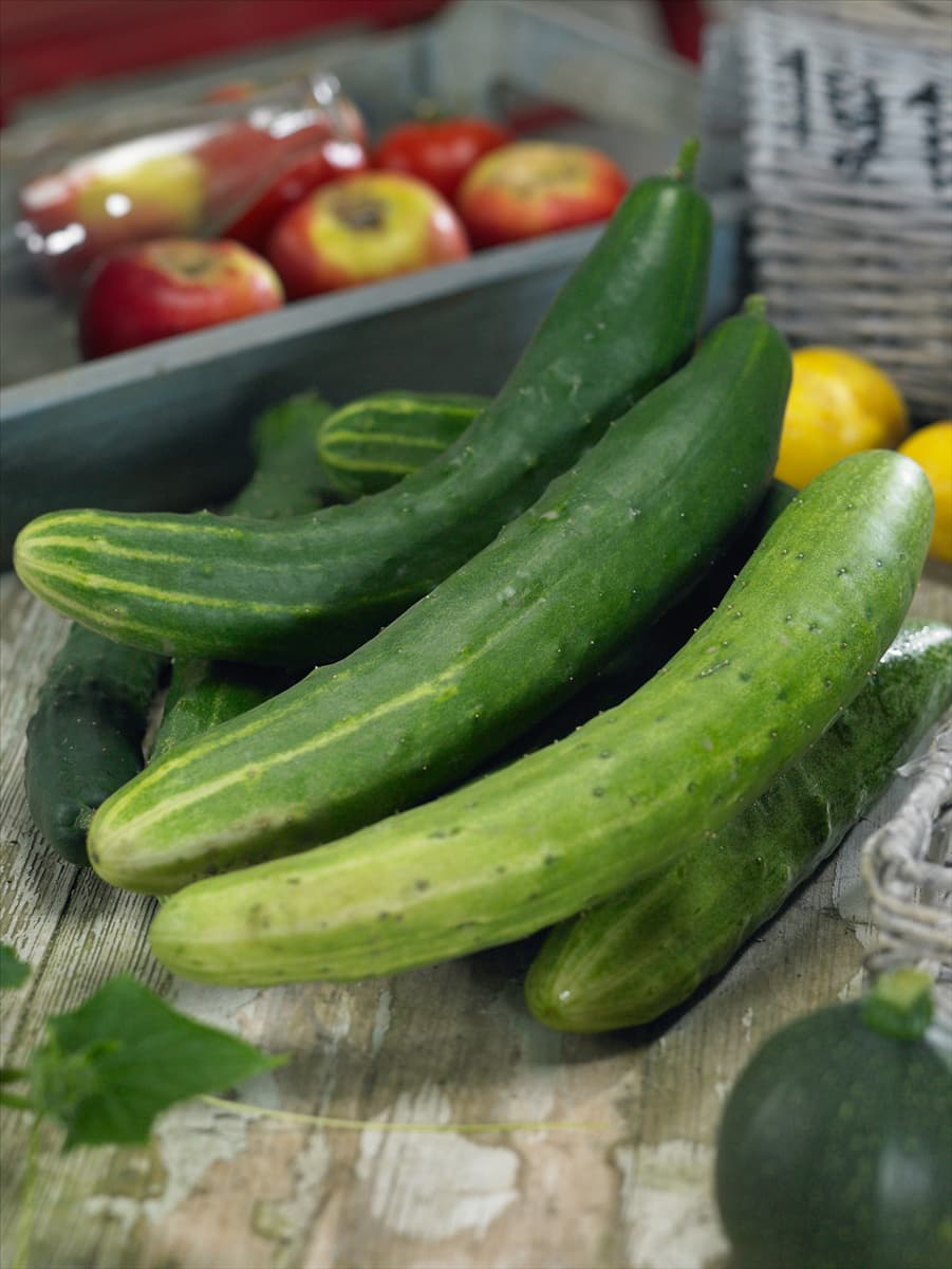 Cucumis sativus Chinese Slangen