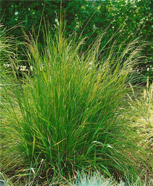 Deschampsia cespitosa
