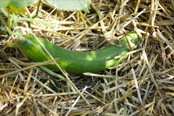 Cucumis sativus Chinese Slangen