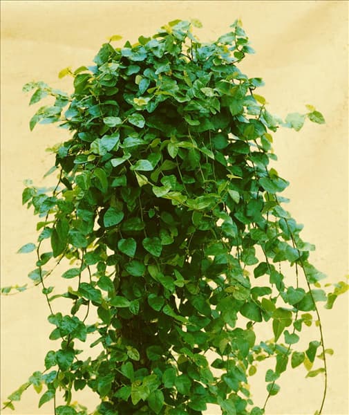 FICUS PUMILA
