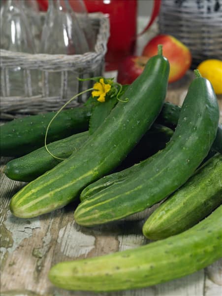 Cucumis sativus Chinese Slangen