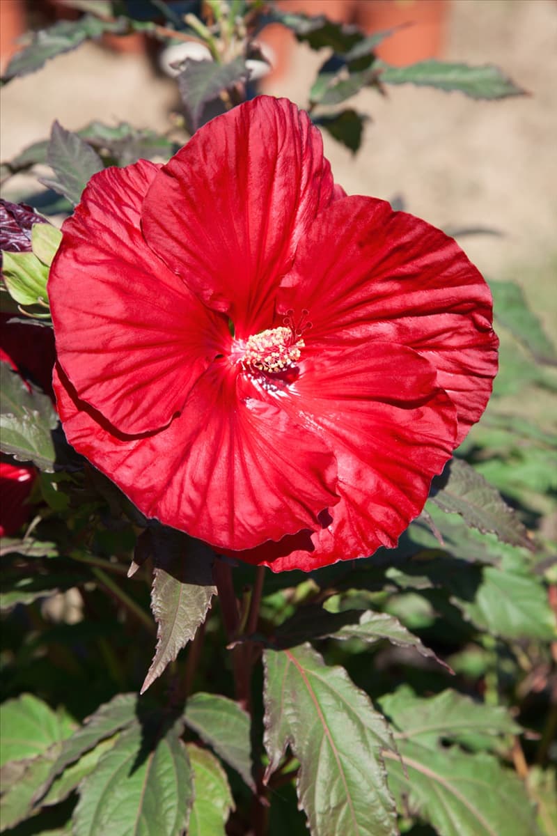 Hibiscus moscheutos Robert Fleming