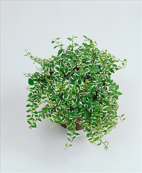 FICUS PUMILA SONNY