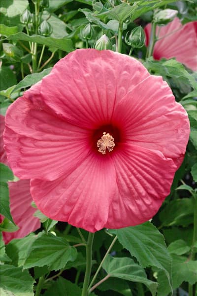 Hibiscus moscheutos Sultry Kiss
