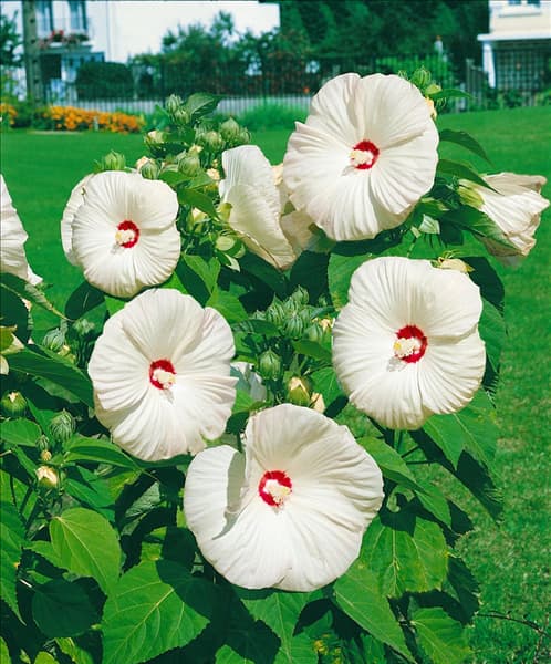 Hibiscus moscheutos