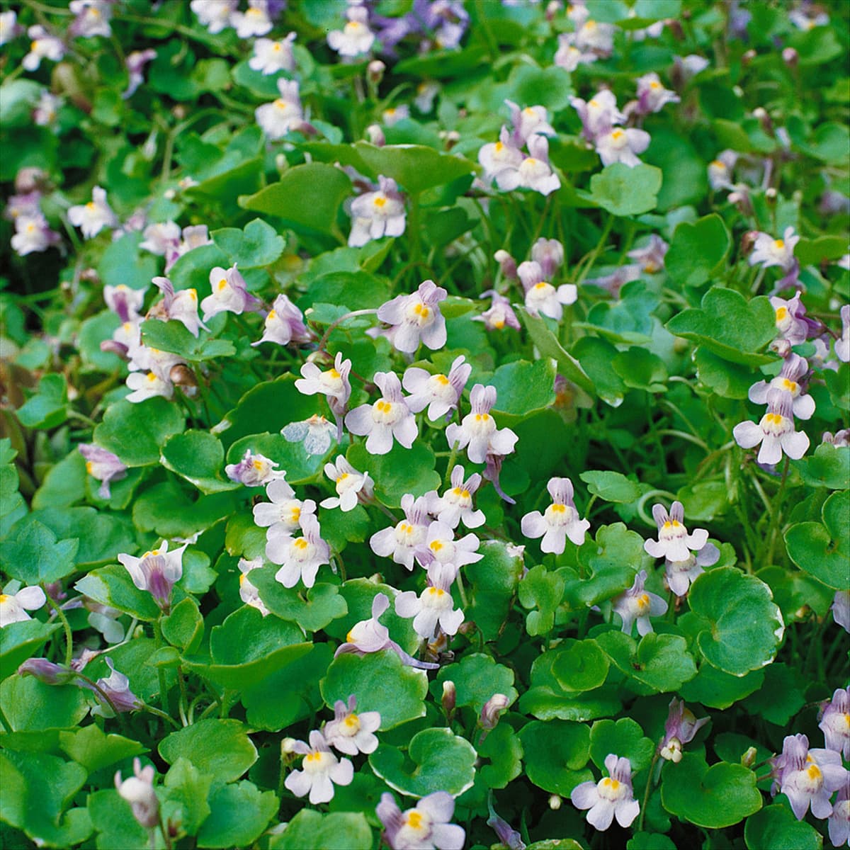 Cymbalaria muralis