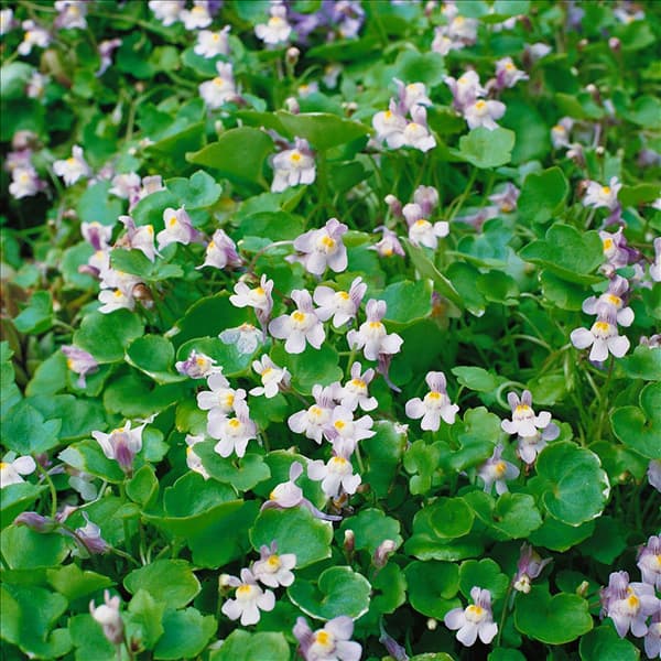Cymbalaria muralis