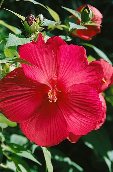 Hibiscus moscheutos Galaxy