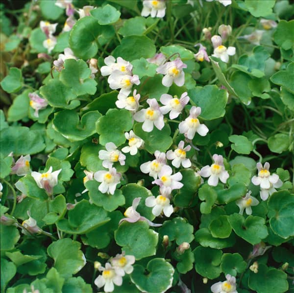 Cymbalaria muralis
