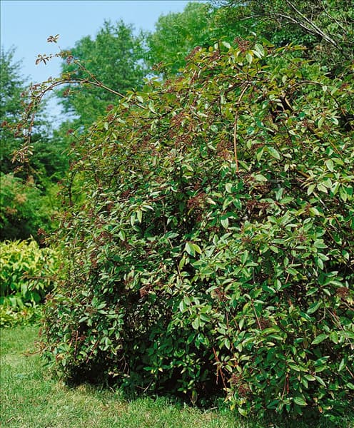 Cornus sericea
