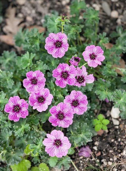 Geranium cinereum