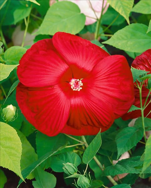 Hibiscus moscheutos rot