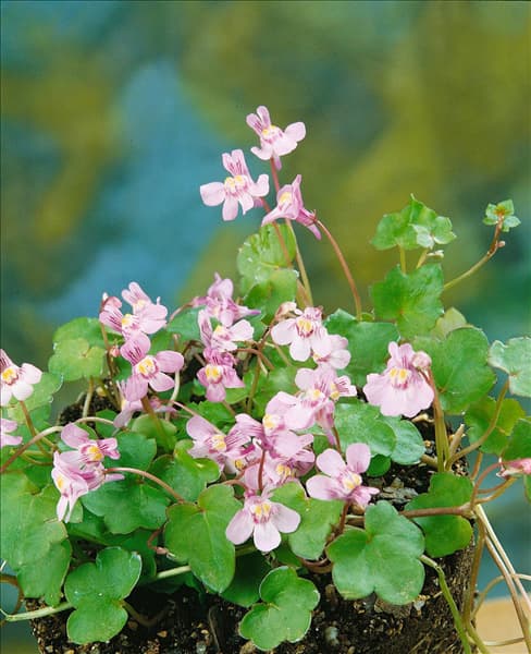 Cymbalaria muralis