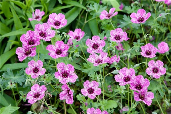 Geranium cinereum Laurence Flatman