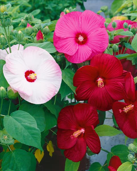 Hibiscus moscheutos Mischung