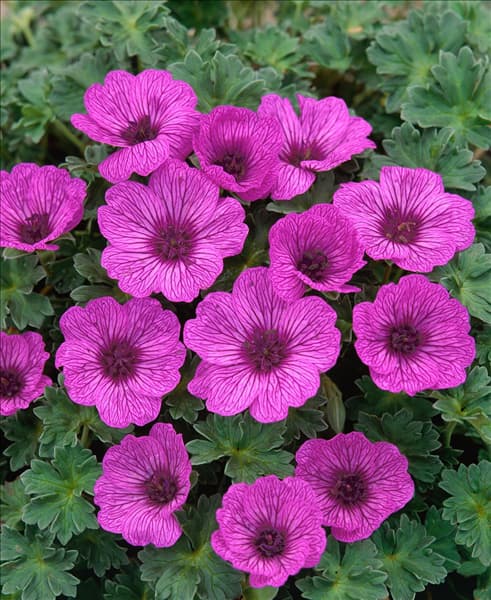Geranium cinereum Sateene