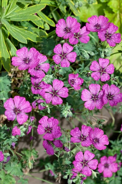 Geranium cinereum Carol