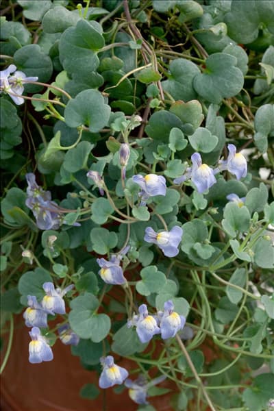 Cymbalaria muralis