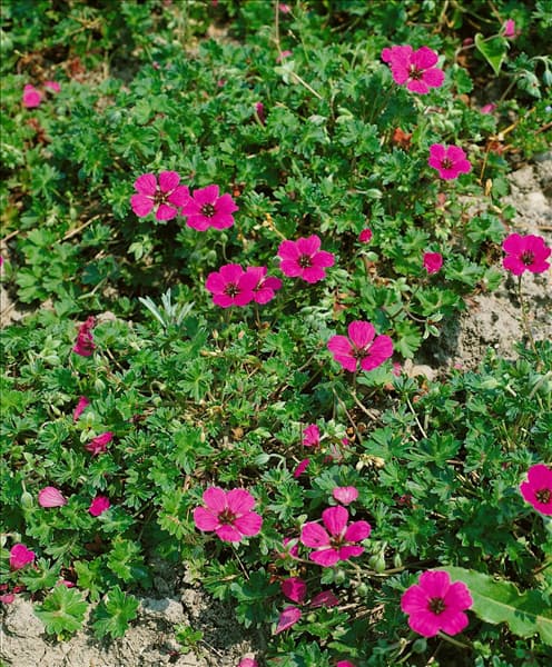 Geranium cinereum ssp. subcaulescens Splendens