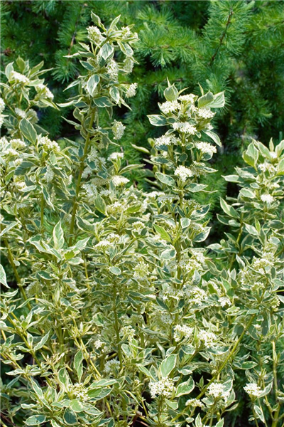 Cornus sericea Silver and Gold