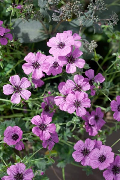 Geranium cinereum Sateene