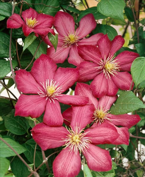 CLEMATIS VILLE DE LYON