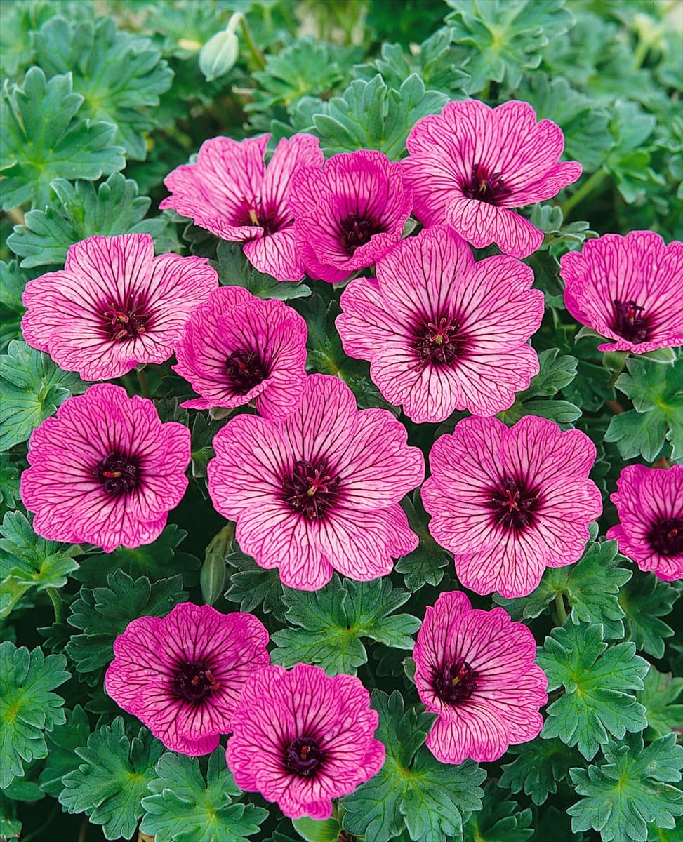 Geranium cinereum Ballerina