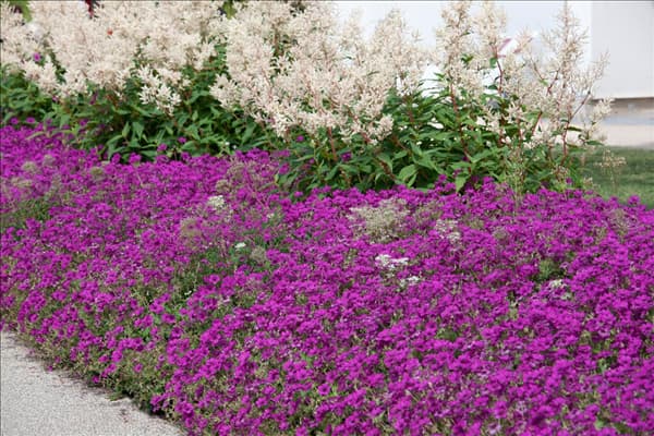 Geranium cinereum