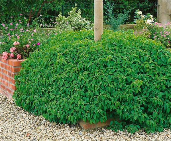 Cornus sericea