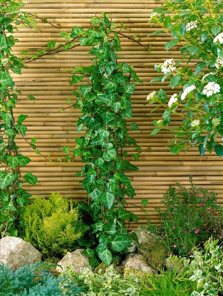 Hedera helix Grünpfeil