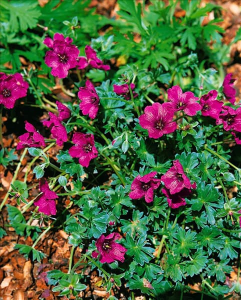 Geranium cinereum Purple Pillow