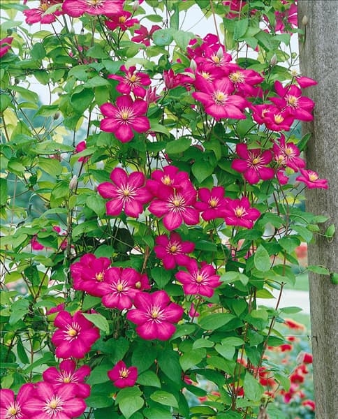 CLEMATIS VILLE DE LYON