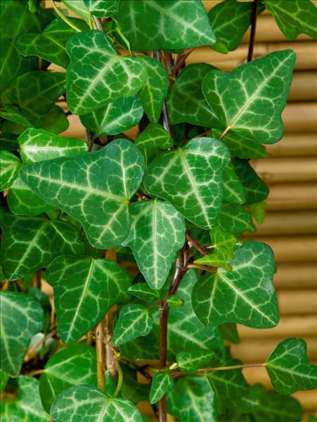 Hedera helix Grünpfeil