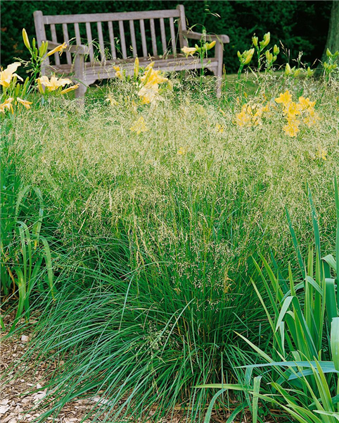 Deschampsia cespitosa 'Bronzeschleier'