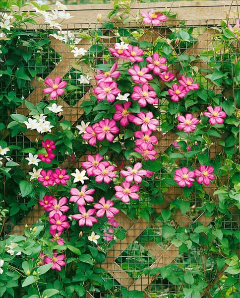 Clematis Ville de Lyon