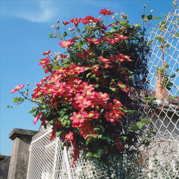 CLEMATIS VILLE DE LYON