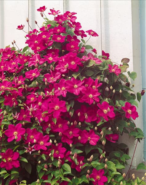CLEMATIS VILLE DE LYON