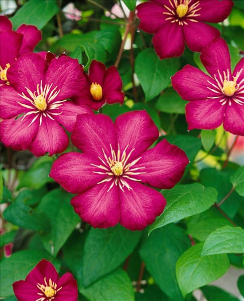 CLEMATIS VILLE DE LYON